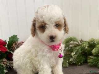 Toy Poodle dogs Bella - Ad 31