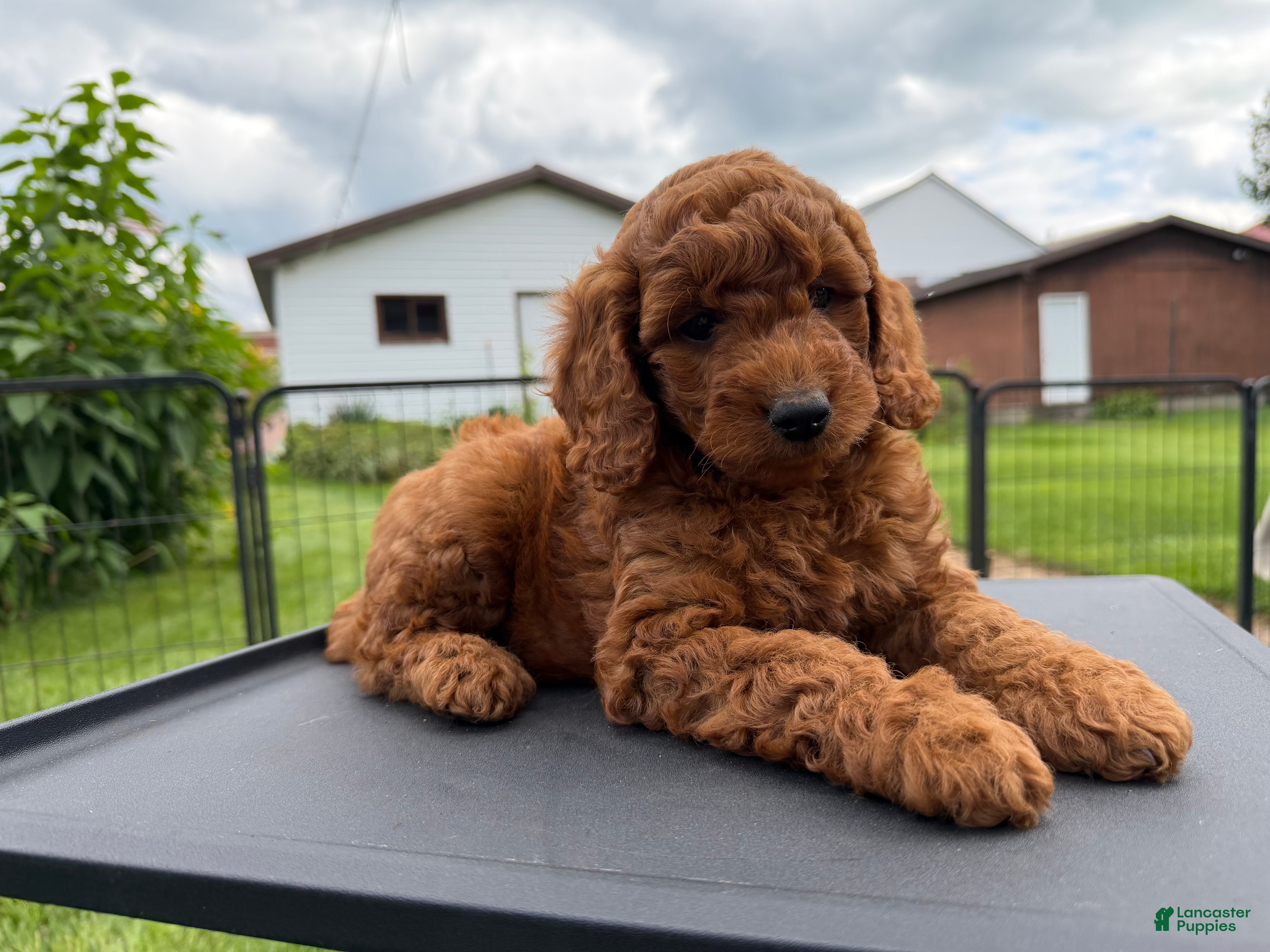 Mini Goldendoodle dogs Benny charting 25-30 pounds - Ad 2