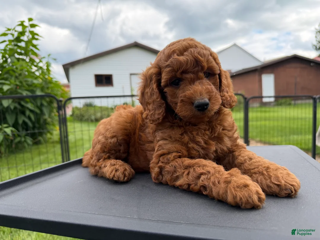 Mini Goldendoodle dogs for sale: Benny charting 25-30 pounds - Ad 2