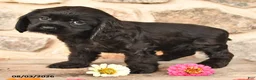 Cocker Spaniel dogs for sale: Daisy - Ad 2