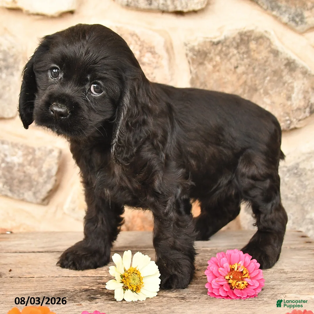 Cocker Spaniel dogs for sale: Daisy - Ad 2