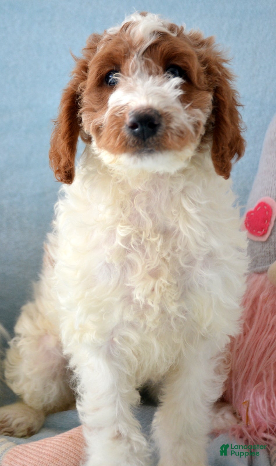 Goldendoodle dogs Mini Goldendoodle Puppy 2 Ernie - Ad 37