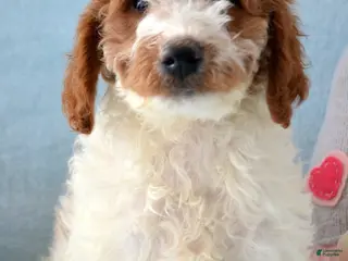 Goldendoodle dogs Mini Goldendoodle Puppy 2 Ernie - Ad 37