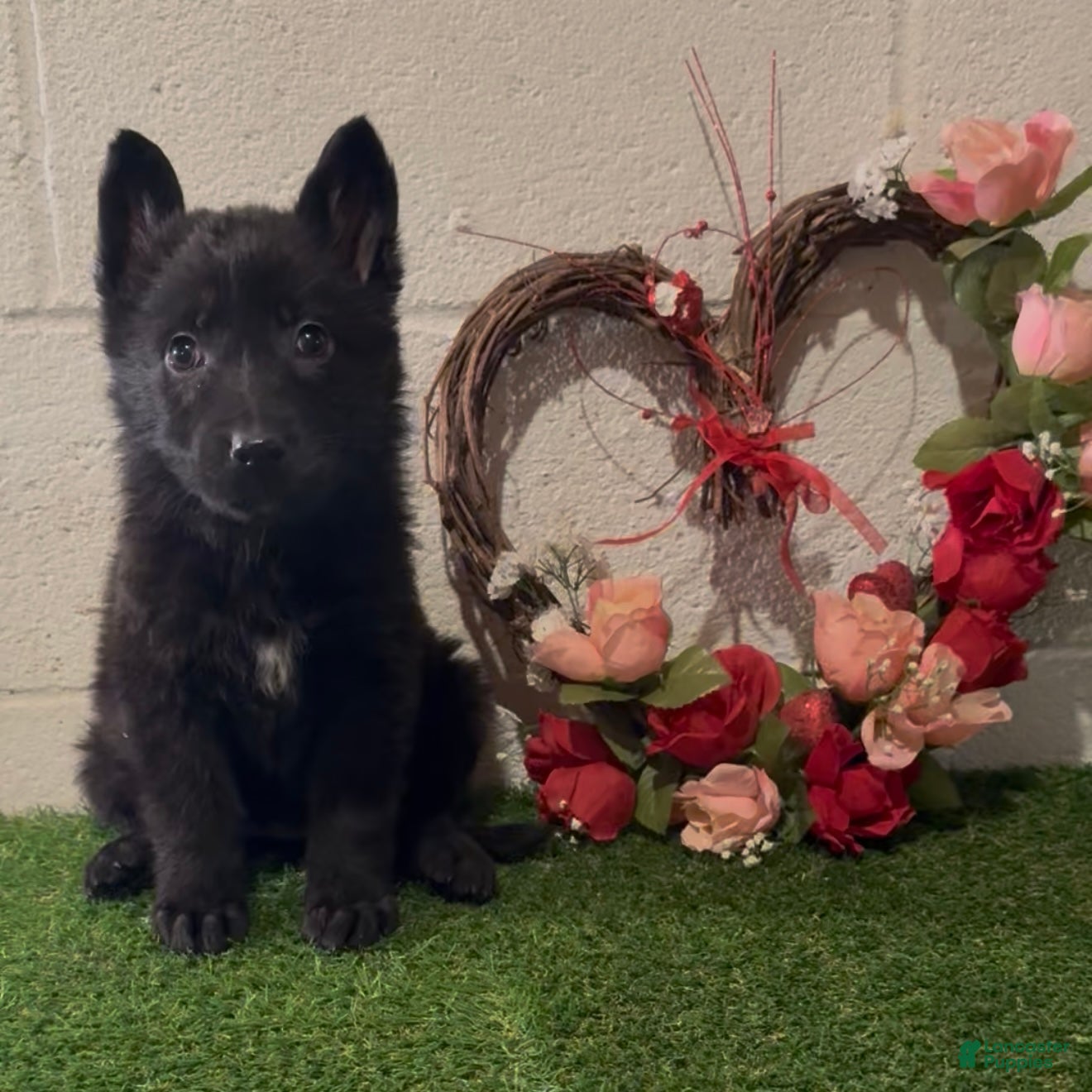 German Shepherd dogs SCAMPI - Ad 37