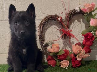 German Shepherd dogs SCAMPI - Ad 26