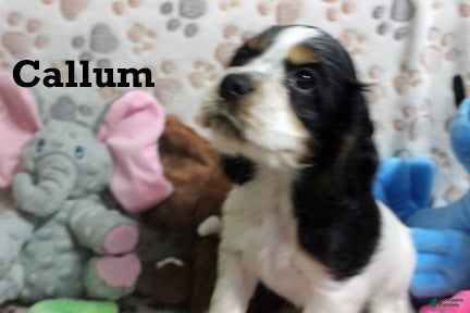 Cocker Spaniel dogs for sale: Callum - Ad 1