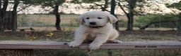 Golden Retriever dogs for sale: Lief - Ad 1