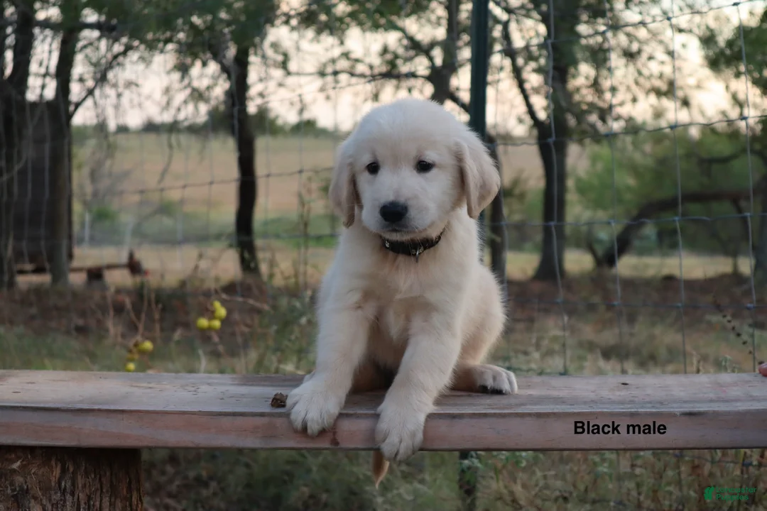 Golden Retriever dogs for sale: Lief - Ad 1
