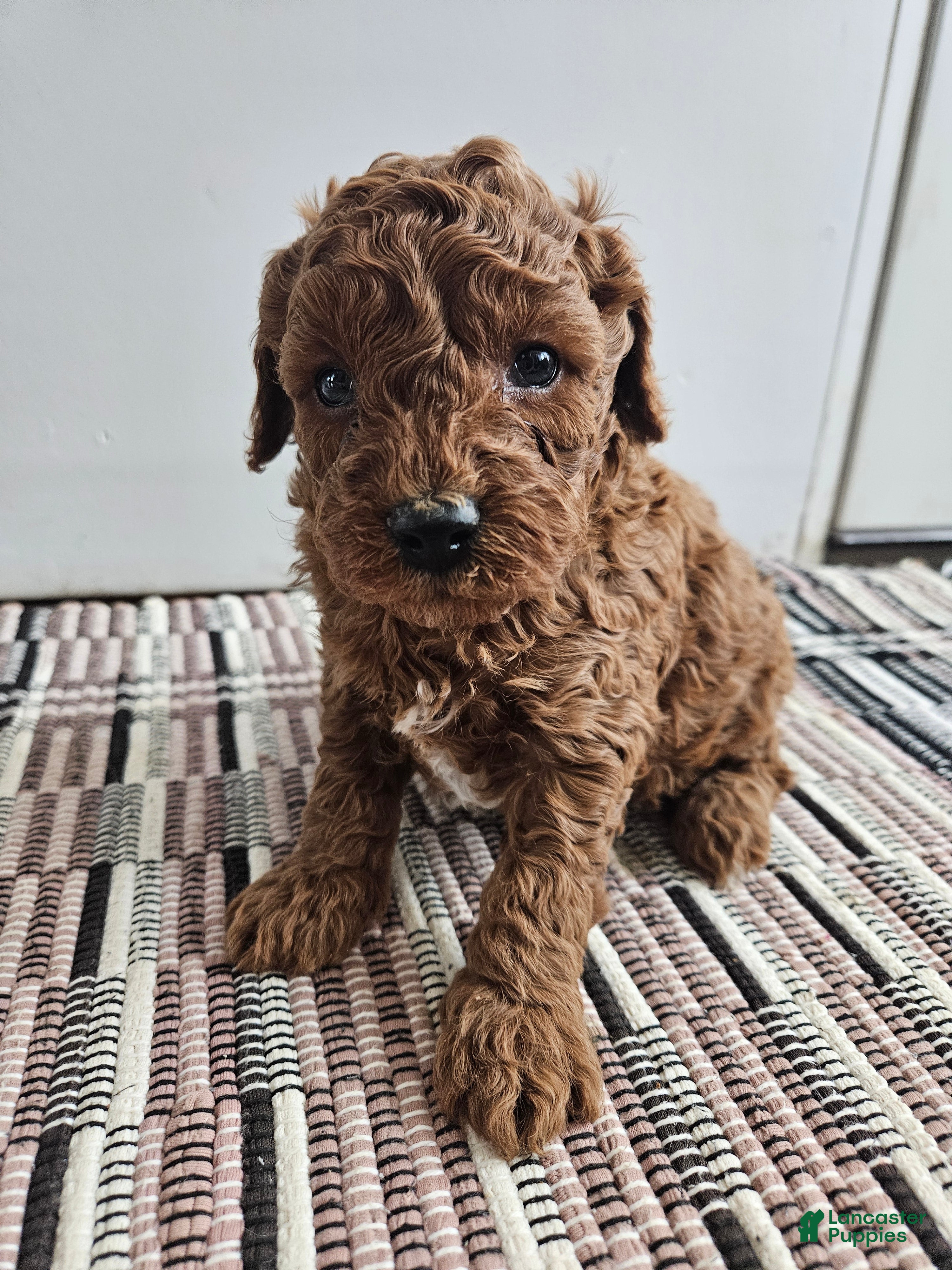 Cavapoo dogs Silas - Ad 18
