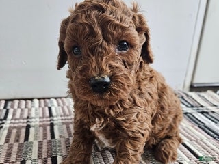 Cavapoo dogs Silas - Ad 38