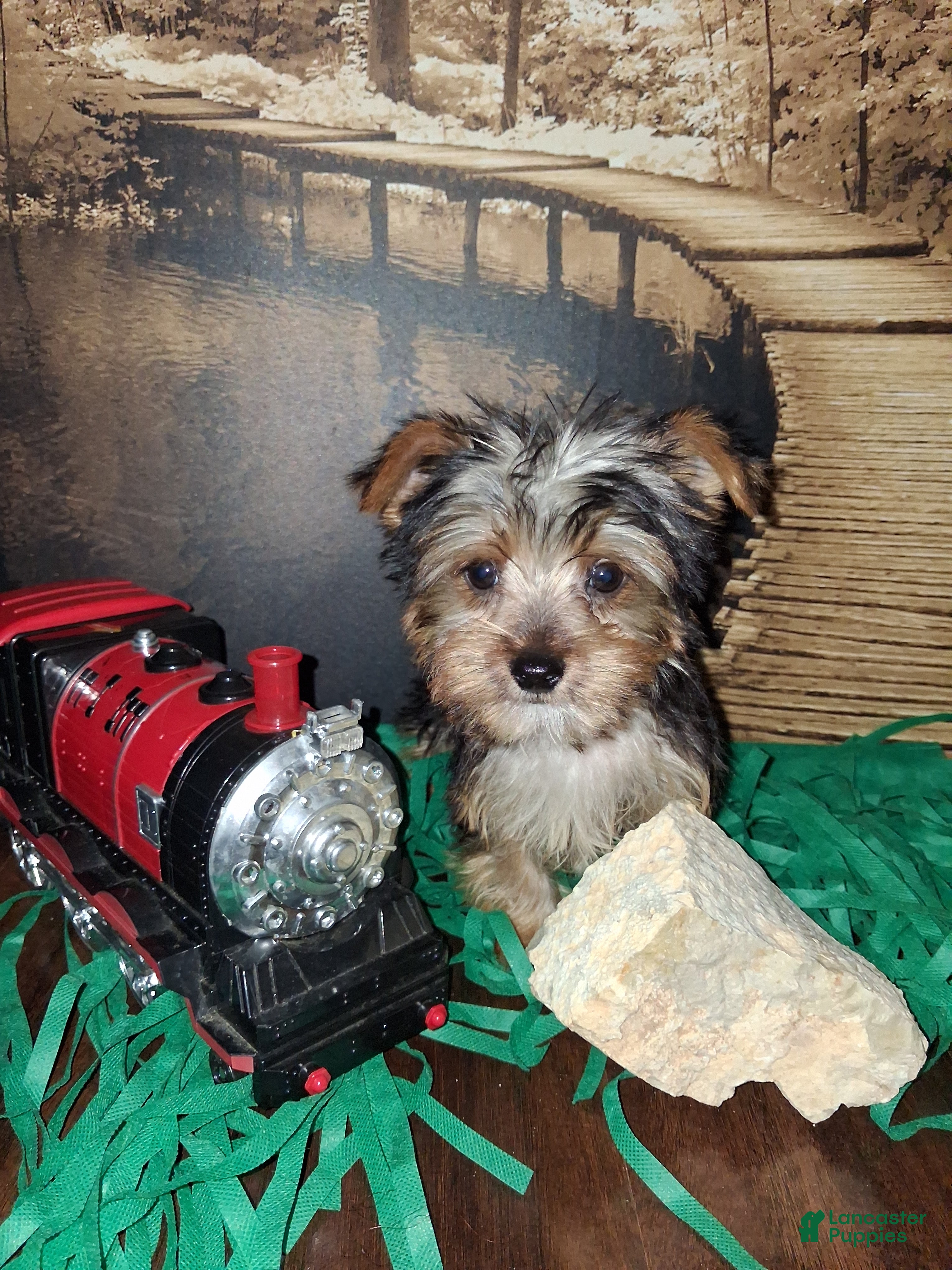Yorkshire Terrier dogs Yorkshire Terrier Puppy 1 - Ad 24