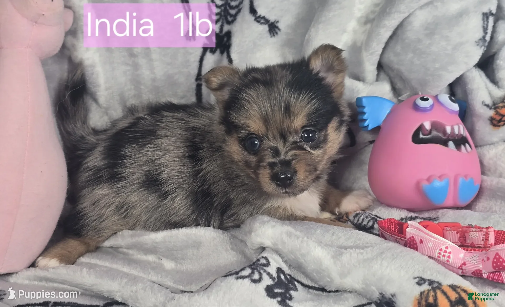 Mixed Breed dogs Indya F (Yorky-Pom) - Ad 14