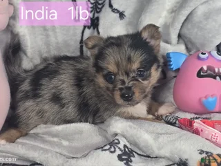 Mixed Breed dogs Indya F (Yorky-Pom) - Ad 14