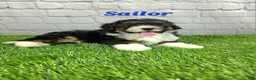 Mini Bernedoodle dogs for sale: Sailor  - Ad 3