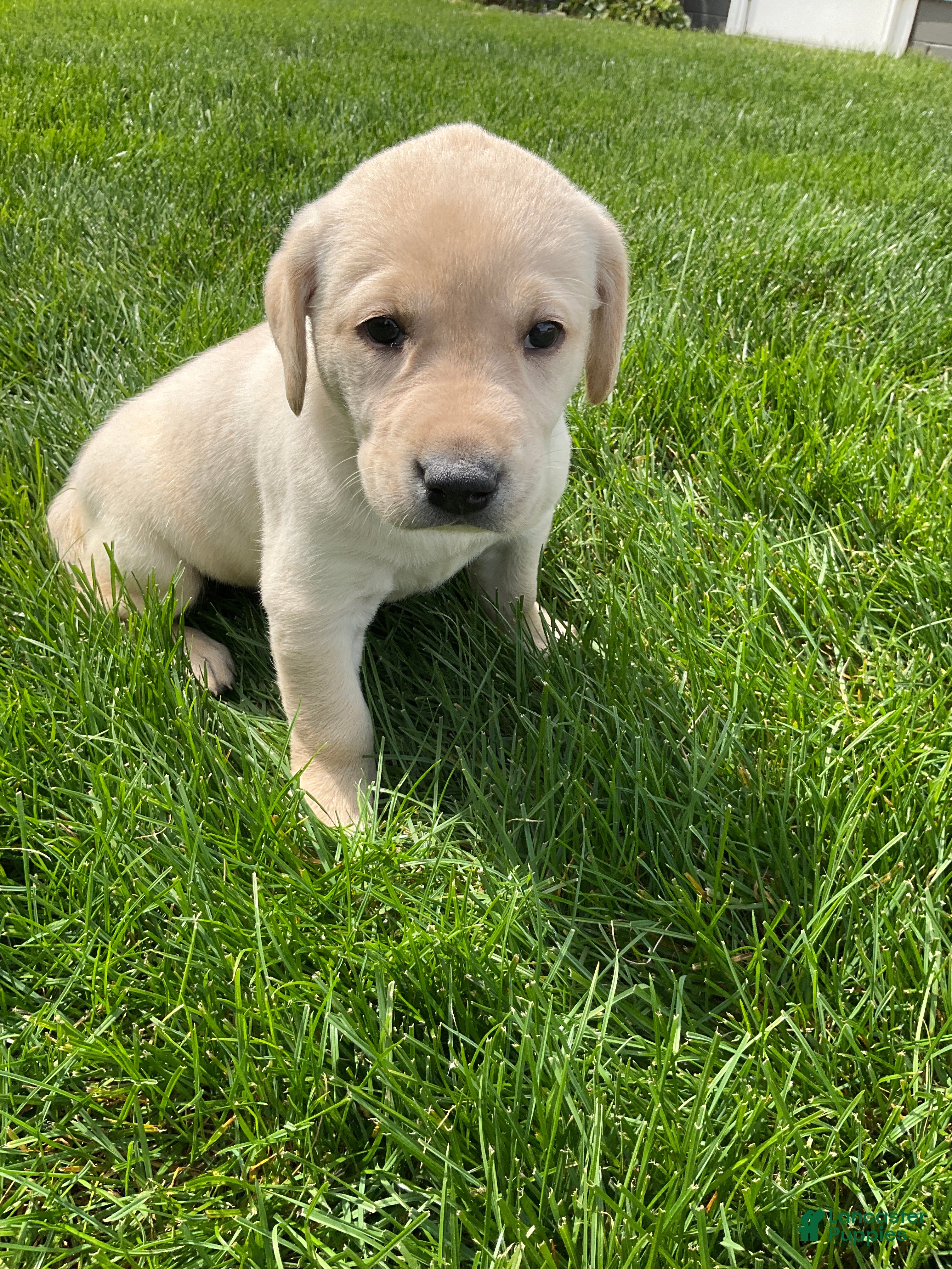 Labrador Retriever dogs Brody - Ad 2