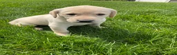 Labrador Retriever dogs for sale: Brody - Ad 2