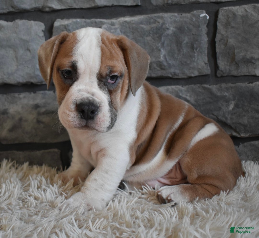 Mixed Breed dogs for sale: Tank  - Ad 4