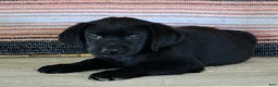 Labrador Retriever dogs for sale: Betty  - Ad 3