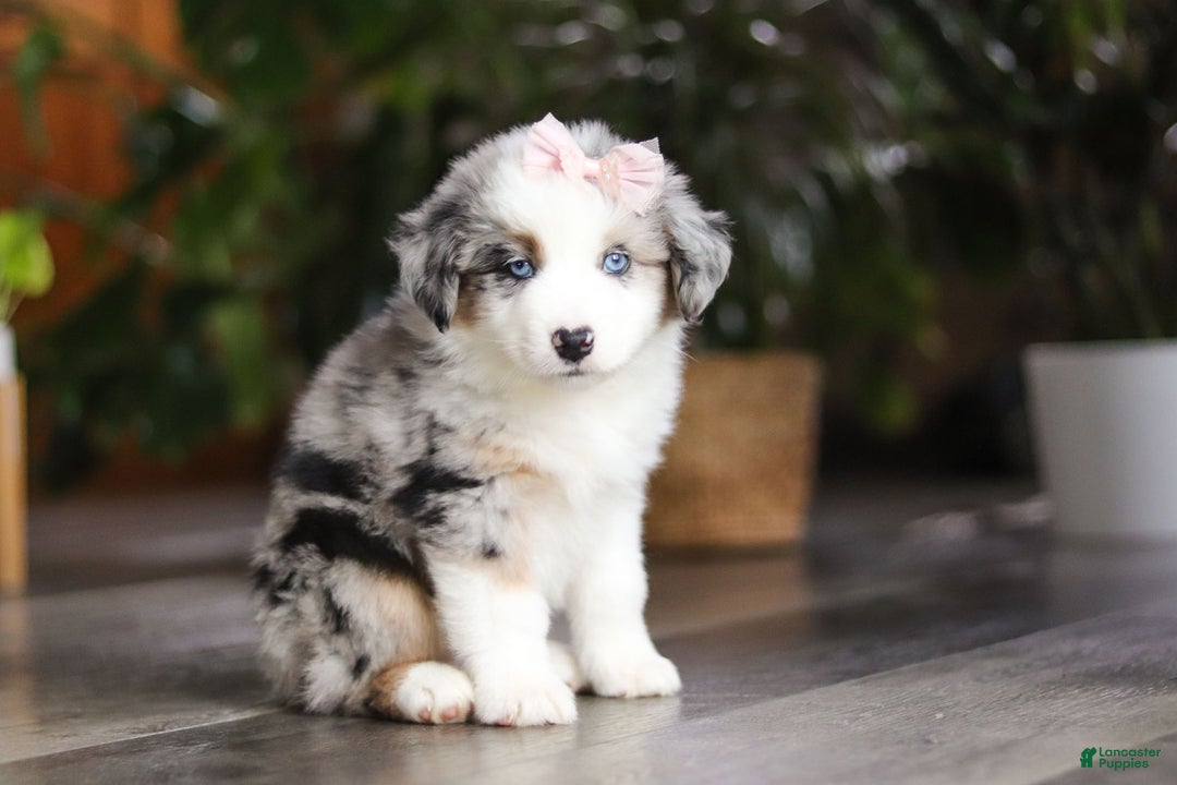 Miniature Australian Shepherd dogs for sale: Godiva - Ad 3