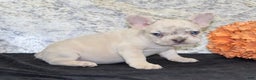 French Bulldog dogs for sale: Marla - Ad 5