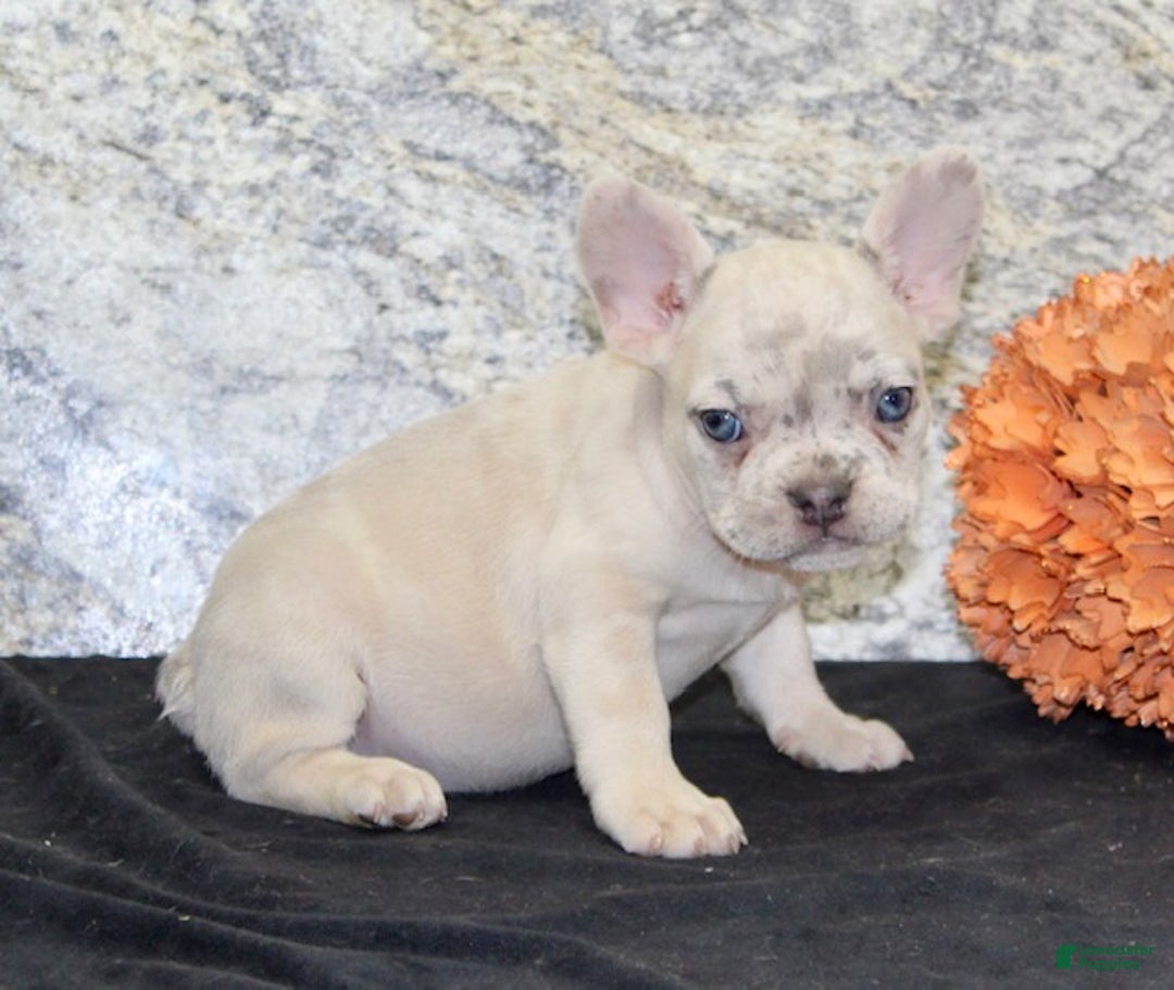 French Bulldog dogs for sale: Marla - Ad 5