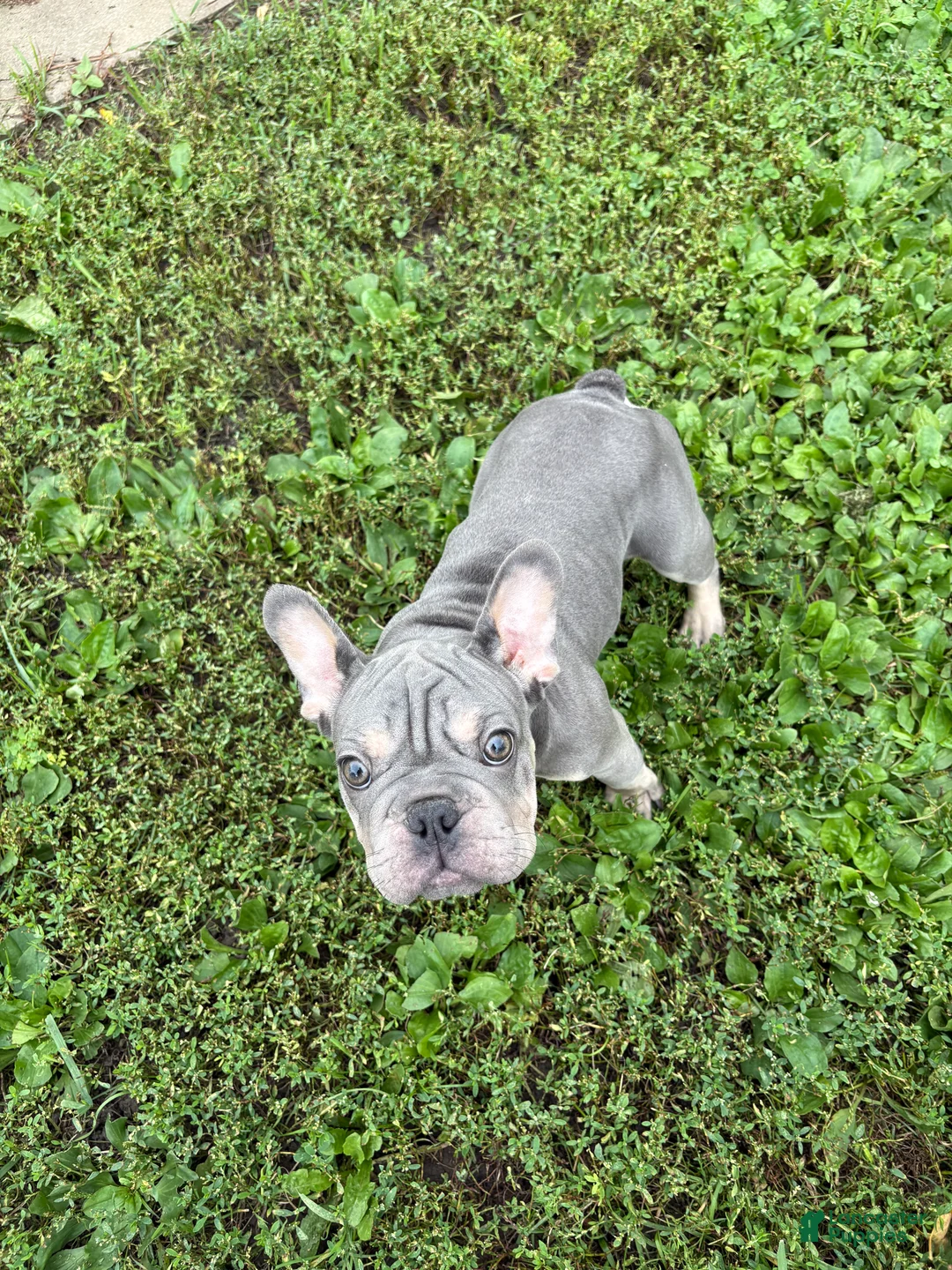 French Bulldog dogs for sale: Chanel - Ad 2
