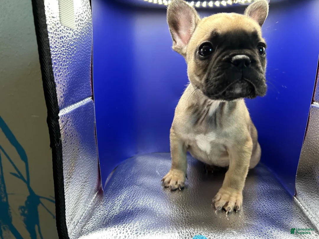 French Bulldog dogs for sale: Fawn female - Ad 1