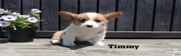 Welsh Corgi Pembroke dogs for sale: Timmy - Ad 5