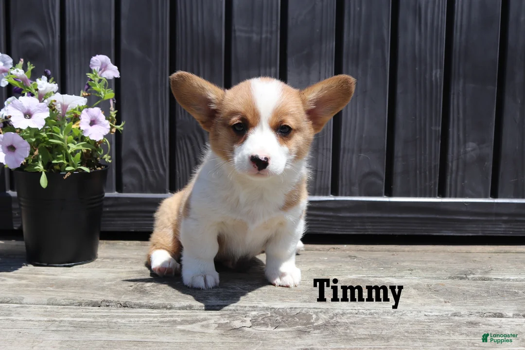 Welsh Corgi Pembroke dogs for sale: Timmy - Ad 5