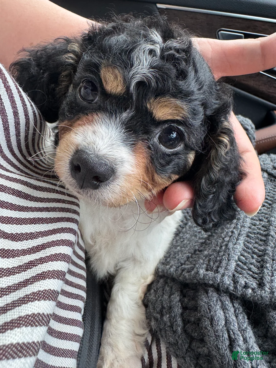 Cavapoo dogs for sale: Piper  - Ad 5