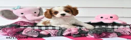 Cavalier King Charles Spaniel dogs for sale: Oakley - Ad 1