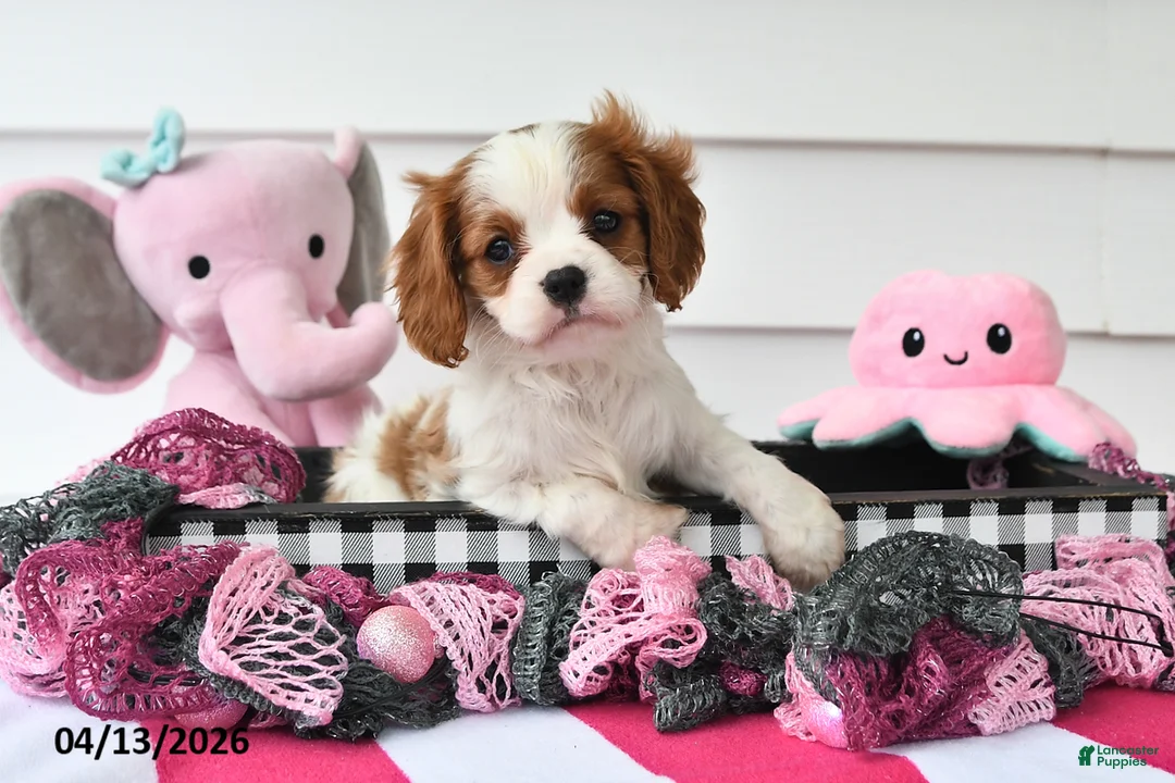 Cavalier King Charles Spaniel dogs for sale: Oakley - Ad 1
