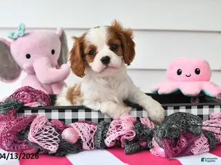 Cavalier King Charles Spaniel dogs for sale: Oakley - Ad 4