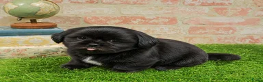 Blackie