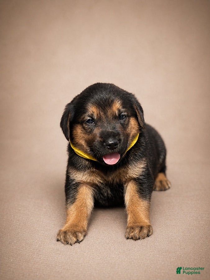 Golden Shepherd dogs River - Ad 6