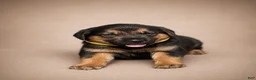 Golden Shepherd dogs for sale: River - Ad 1