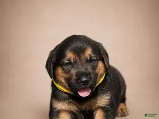 Golden Shepherd dogs River - Ad 6