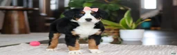 Bernese Mountain Dog dogs for sale: Lily - Ad 4