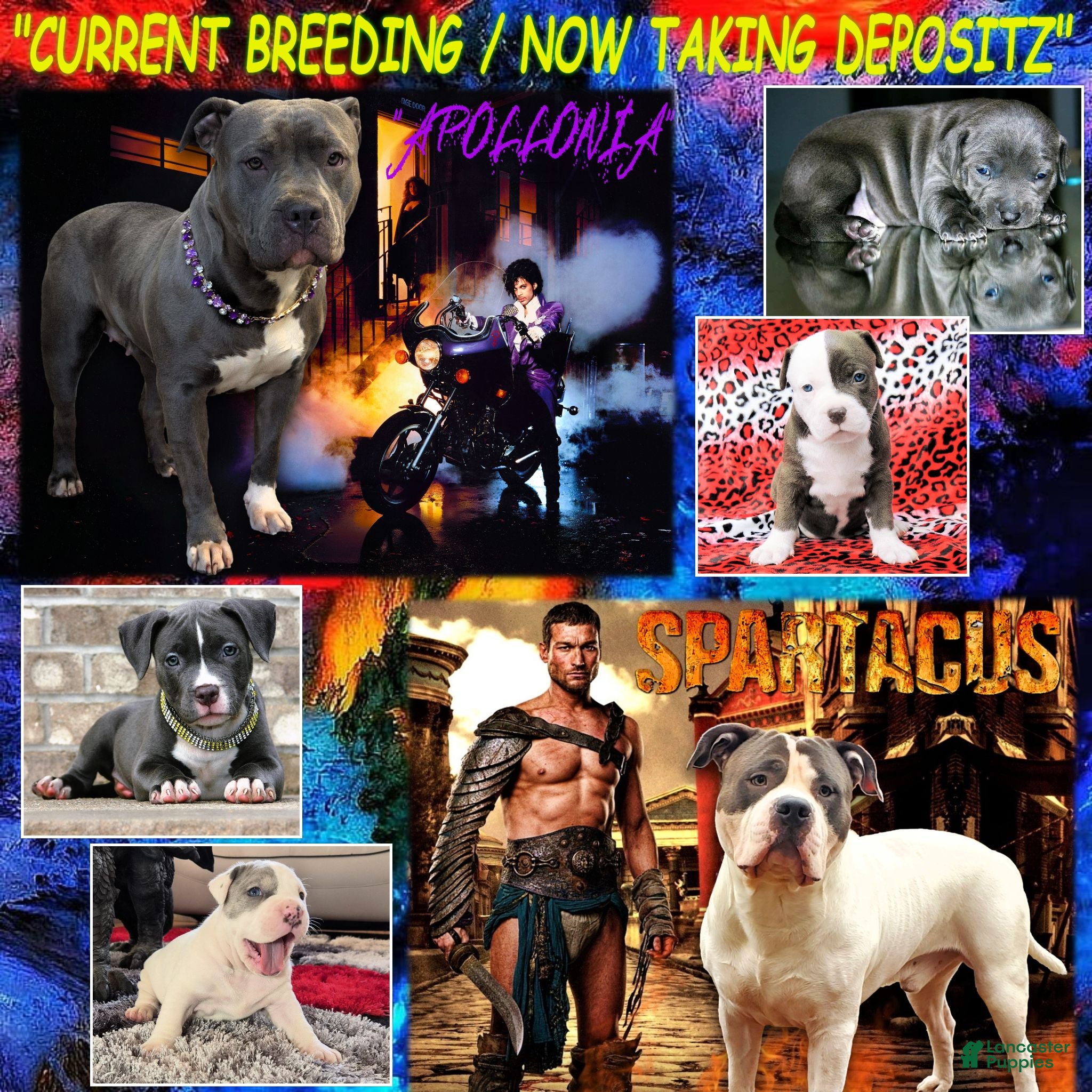 American Bully dogs NEW BLUE & WHITE UKC REGISTERED PUPZ - Ad 26