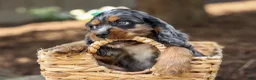 Cocker Spaniel dogs for sale: Letti 🐶💗 - Ad 13