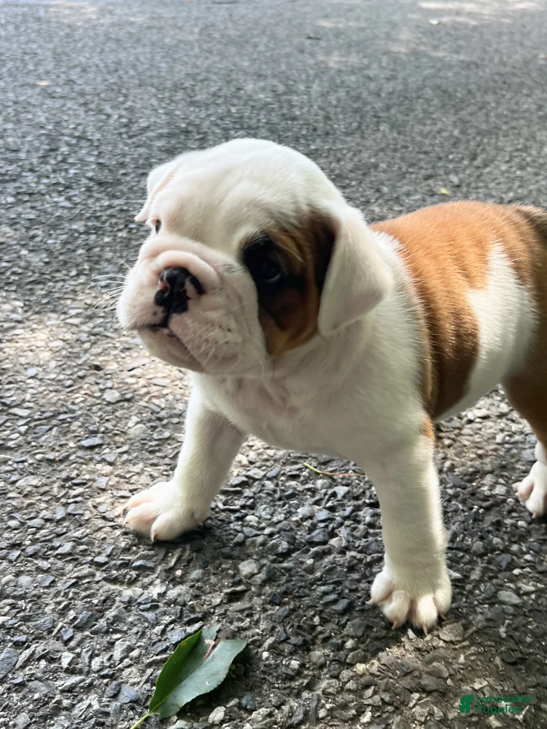 English Bulldog dogs for sale: Adelle - Ad 3