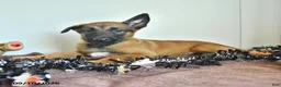 Belgian Malinois dogs for sale: Sevenis - Ad 5
