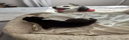 Siberian Husky dogs for sale: Milo - Ad 3