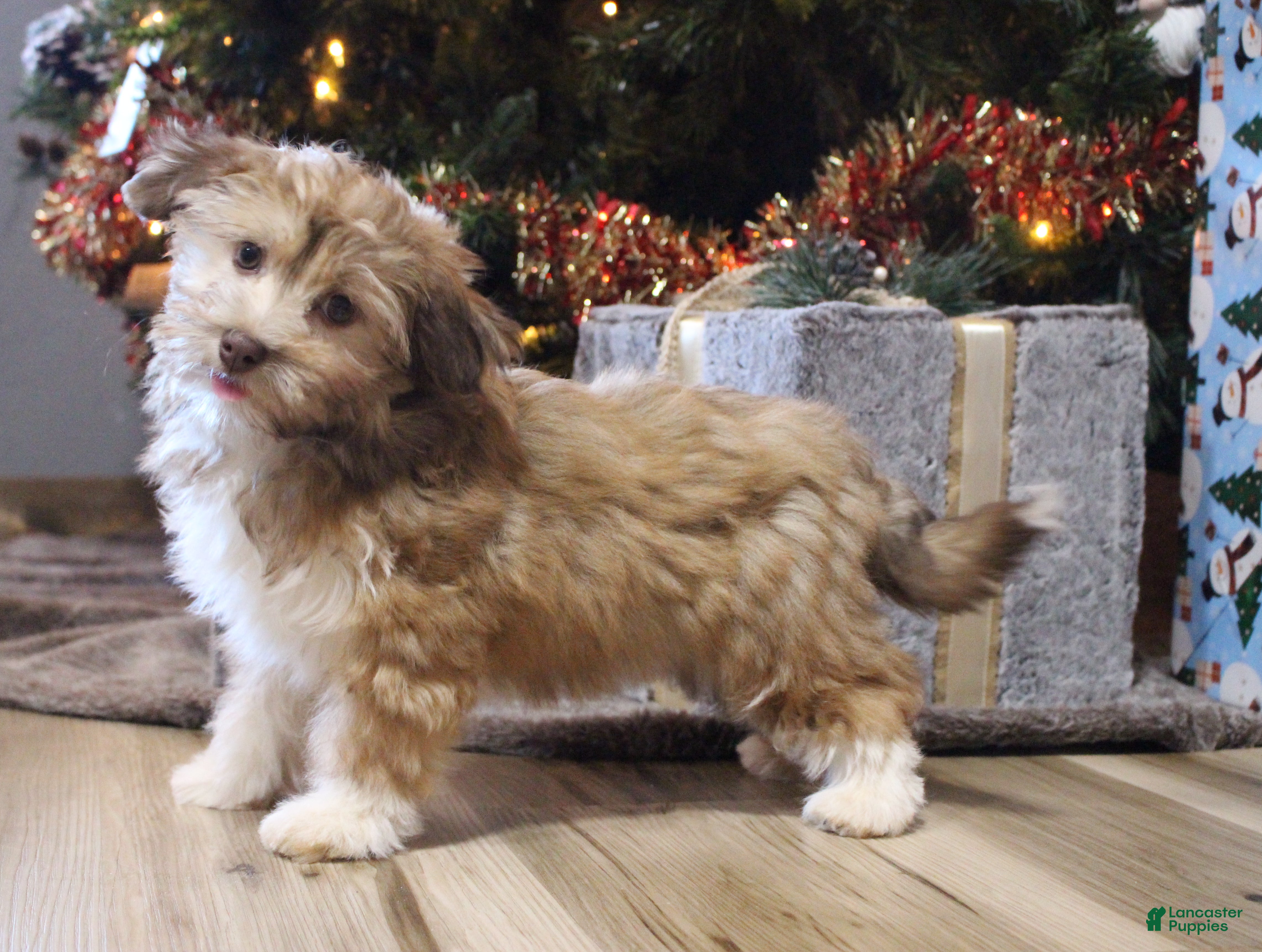 Havanese dogs CoCo - Ad 4