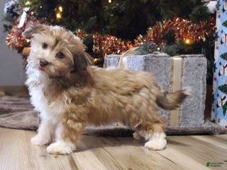 Havanese dogs CoCo - Ad 7