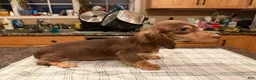 Miniature Dachshund dogs for sale: Chocolate & Cream AKC girl - Ad 6