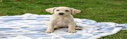 Labrador Retriever dogs for sale: Rambo - Ad 4