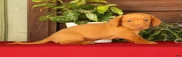 Miniature Dachshund dogs for sale: Rocky - Ad 8
