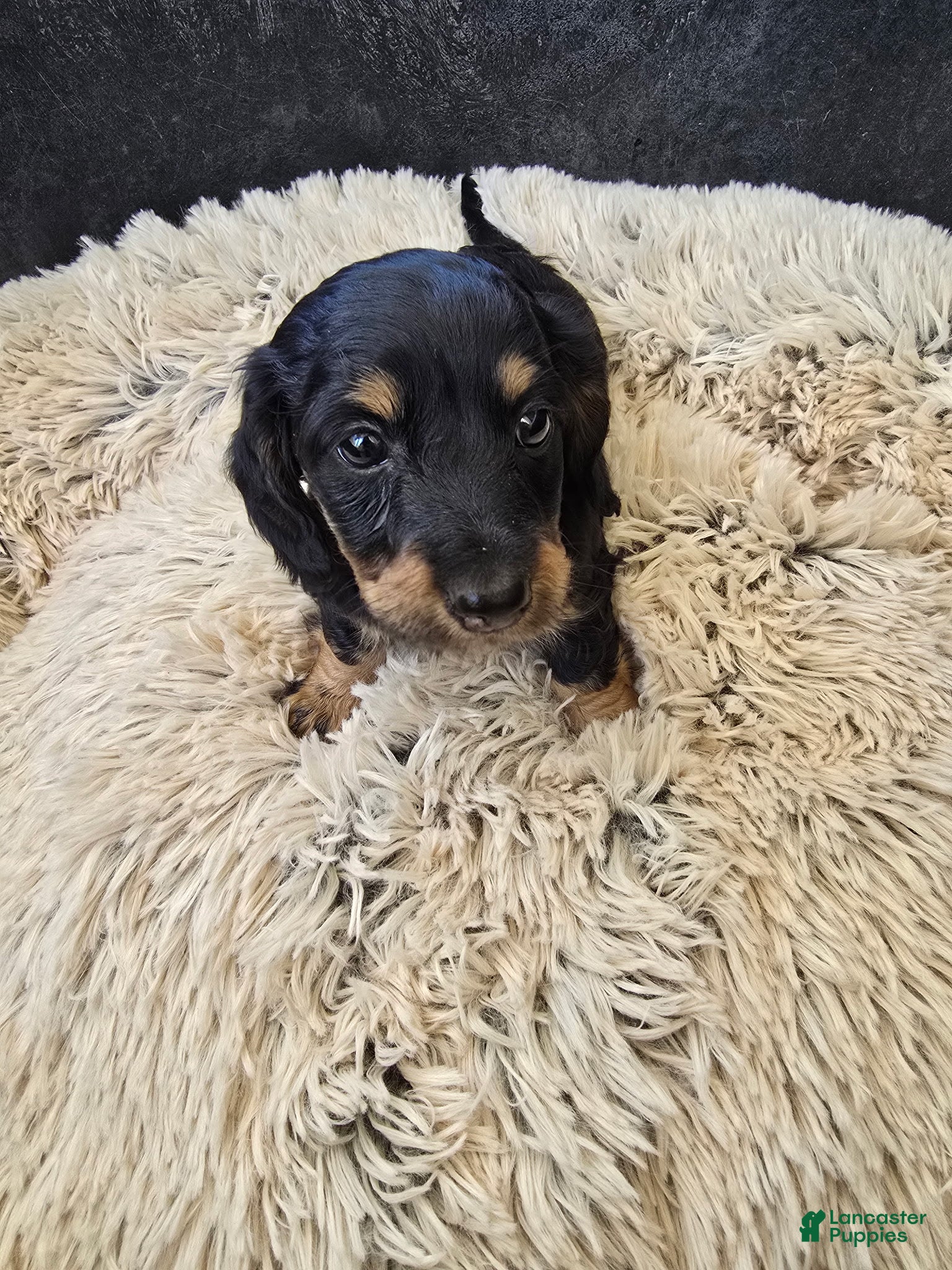 Miniature Dachshund dogs Miniature Dachshund Puppy 2 - Ad 1