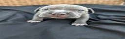 American Bully dogs for sale: American Bully 7 - Ad 12